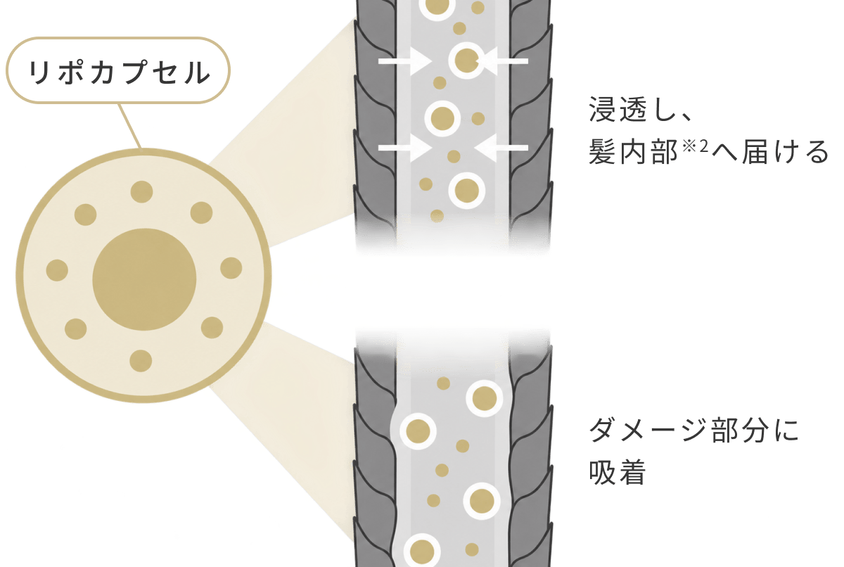 リポカプセルの図