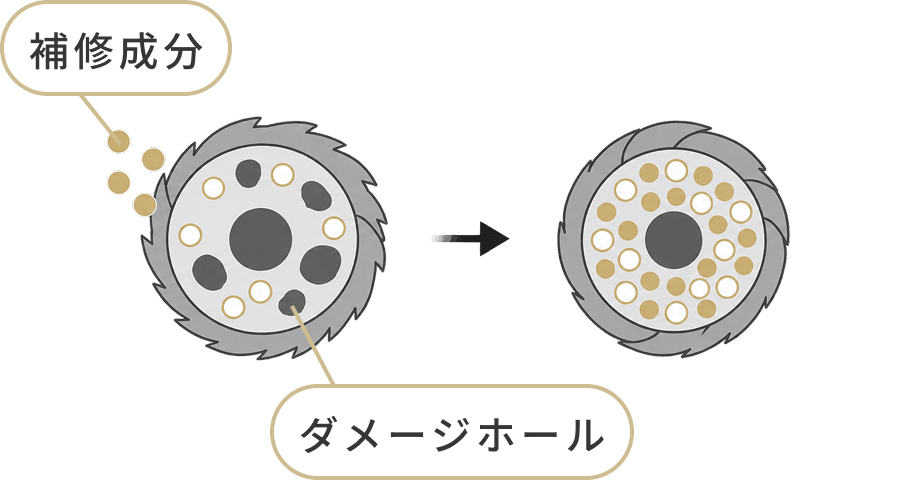 補修成分がダメージホールを埋める図